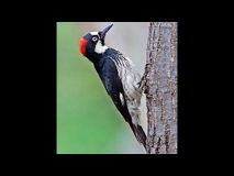 Photo of Acorn Woodpecker to use as model