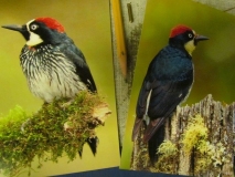 Different views of Acorn Woodpecker
