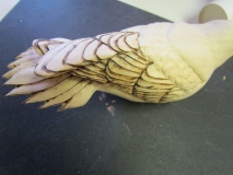 Wing and tail feather details