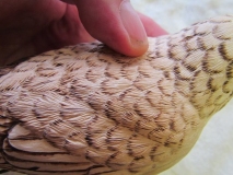 Finest details to add dimension and texture to feathers