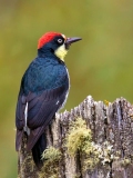 Model Acorn Woodpecker