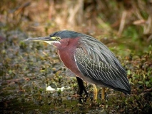 Photo of Green Heron to use as model