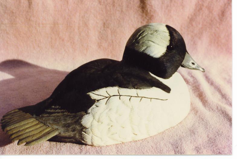 1_B-Bufflehead-Duck