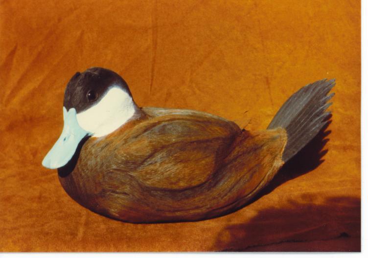 1_B-Ruddy-Duck