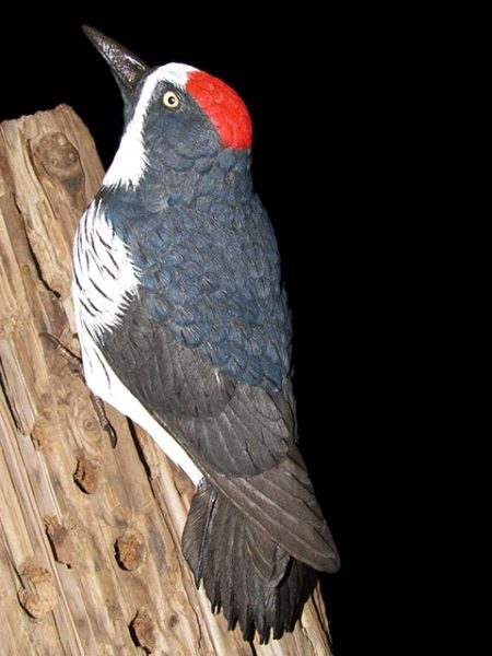 "Holes in a Pole" Acorn Woodpecker
