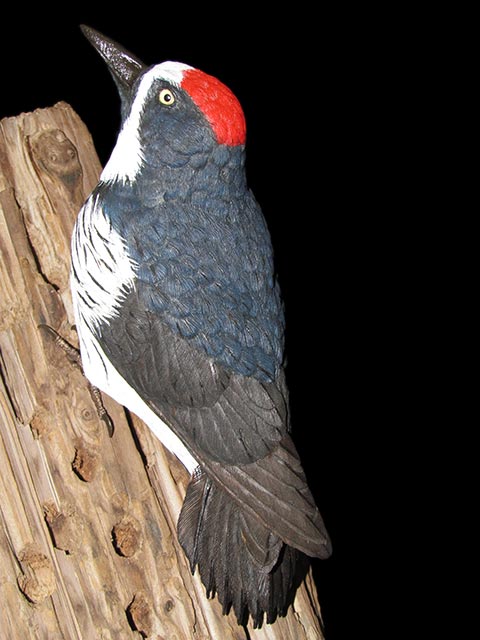 "Holes in a Pole" - Acorn Woodpecker