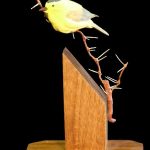 Winter Wait - Wilson's Warbler on White Thorn Acacia