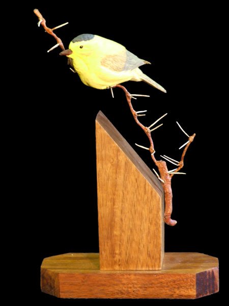 Winter Wait - Wilson's Warbler on White Thorn Acacia