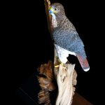 Red-Rock Red-Tail - Red-Tailed Hawk Wood Carving, 1/3 Life Size