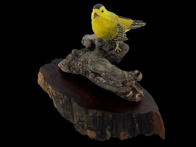 Wilson's Warbler