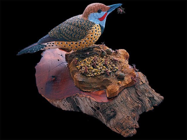 Red Shafted Northern Flicker on an ant hill