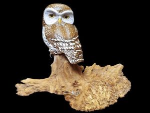“Owl Watch” Northern Pygmy Owl