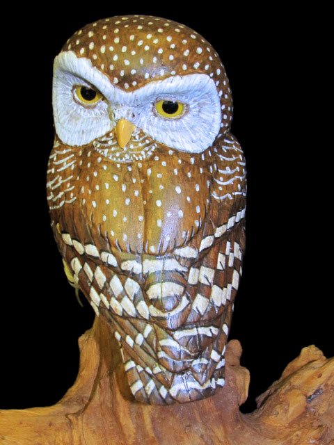 "Owl Watch" Northern Pygmy Owl