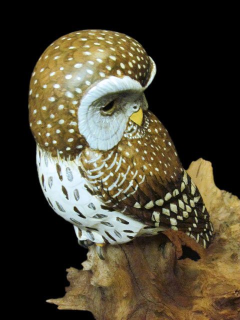 "Owl Watch" Northern Pygmy Owl