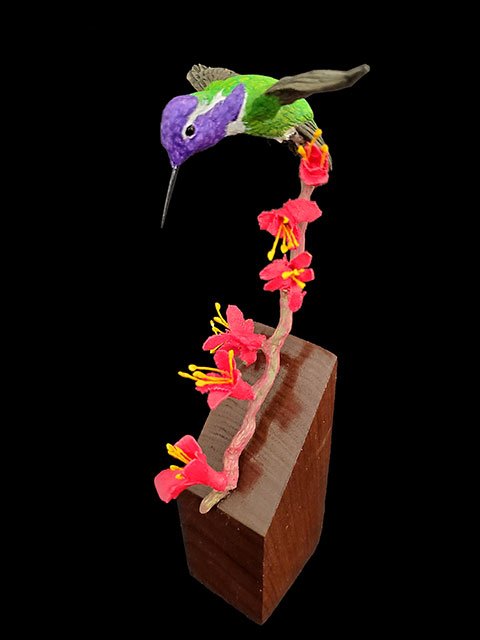 "Anticipation" Costa's Hummingbird
