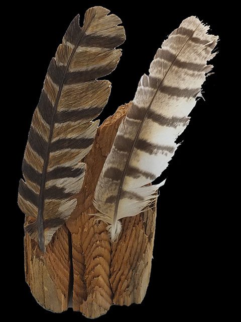 "Two Feathers, One in Wood" Flight Feathers of a Great Horned Owl