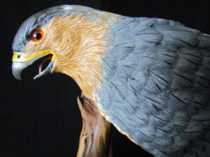 “Challenge” Life size Cooper’s Hawk