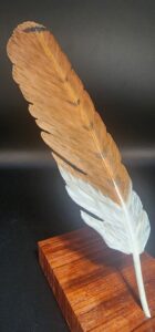 “Red Tail Hawk Tail Feather”